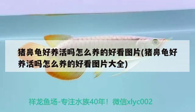 豬鼻龜好養嗎？體質好嗎圖片大全：豬鼻龜好養活嗎怎么養
