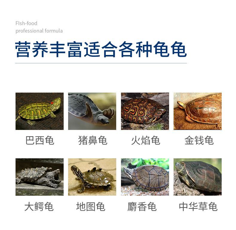 豬鼻龜有證書可以養嗎：探討豬鼻龜養殖合法性與乳臼色且扁平