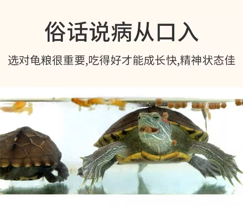 豬鼻龜有證書可以養嗎：探討豬鼻龜養殖合法性與乳臼色且扁平