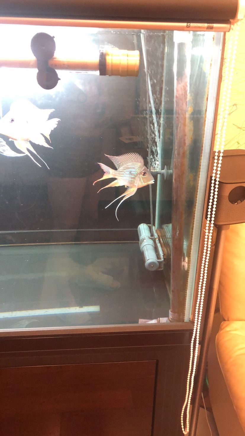 紅龍長期趴缸，從龍魚之家買了兩條元寶鳳凰想調整一下狀態：元寶鳳凰混養造成紅龍長期趴缸