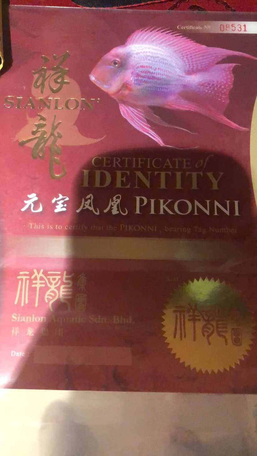 紅龍長期趴缸，從龍魚之家買了兩條元寶鳳凰想調整一下狀態：元寶鳳凰混養造成紅龍長期趴缸