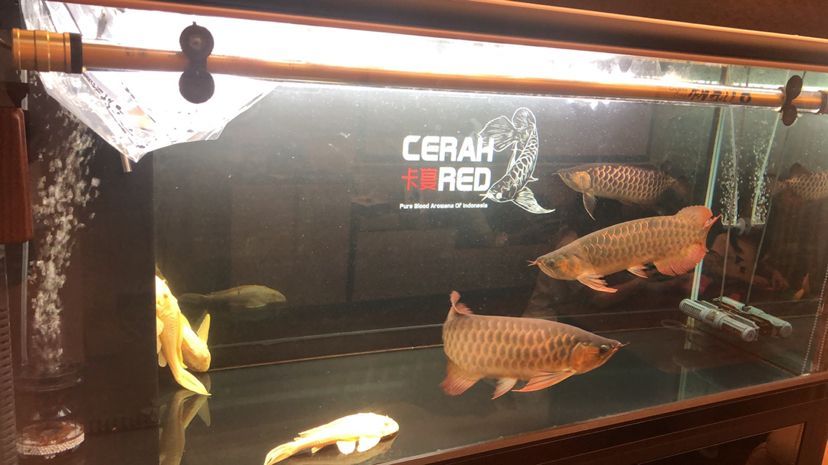 紅龍長期趴缸，從龍魚之家買了兩條元寶鳳凰想調整一下狀態：元寶鳳凰混養造成紅龍長期趴缸
