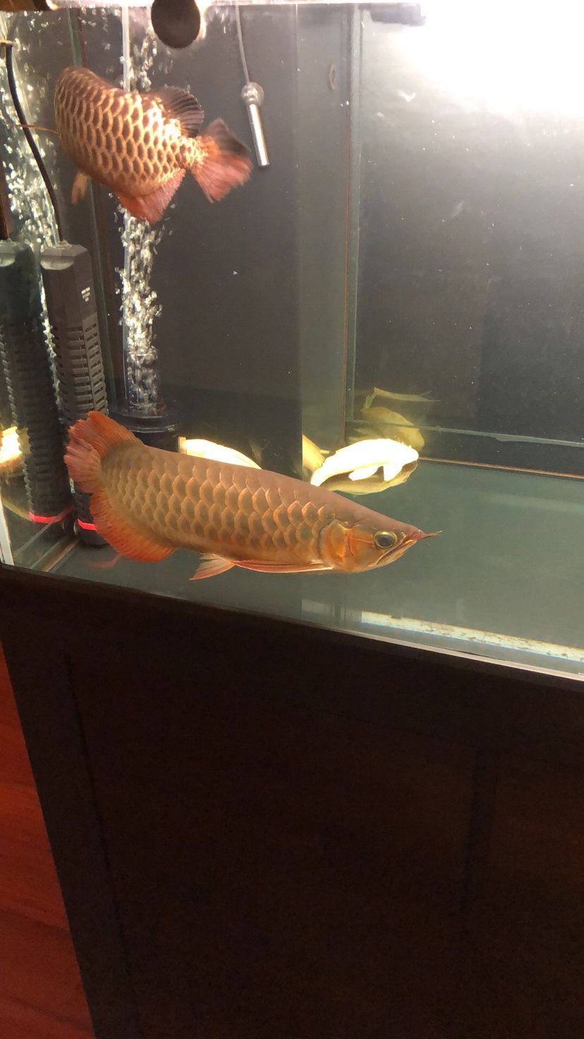 紅龍長期趴缸，從龍魚之家買了兩條元寶鳳凰想調整一下狀態：元寶鳳凰混養造成紅龍長期趴缸