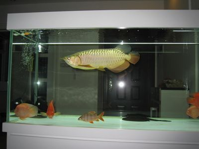 金龍魚拍賣會的舉辦頻率：如何查詢金龍魚拍賣會的籌備流程