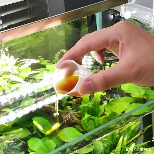 魚缸的硝化細菌怕光嗎(魚缸的硝化細菌怕光嗎視頻)