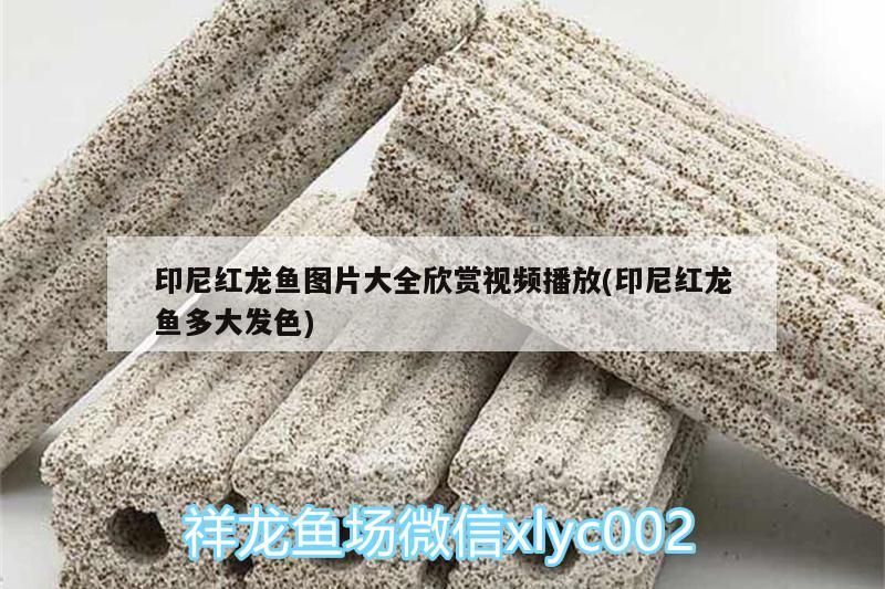 印尼紅龍魚圖片大全欣賞視頻播放(印尼紅龍魚多大發色)