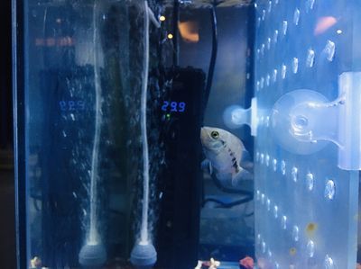 魟魚幼魚水深：魟魚幼魚的水深要求