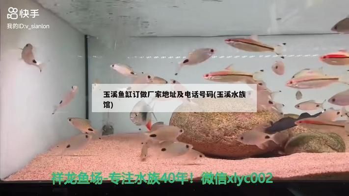 玉溪龍魚vs玉溪水族批發市場vs玉溪水族館vs玉溪魚缸批發市場vs祥龍魚場：玉溪水族市場最新動態