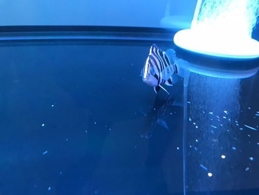 鷹潭龍魚(yú)vs鷹潭水族批發(fā)市場(chǎng)vs鷹潭水族館vs鷹潭魚(yú)缸批發(fā)市場(chǎng)vs祥龍魚(yú)場(chǎng)：鷹潭水族批發(fā)市場(chǎng)、魚(yú)缸批發(fā)市場(chǎng)和祥龍魚(yú)場(chǎng)的詳細(xì)信息
