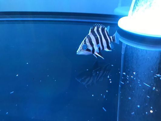 鷹潭龍魚(yú)vs鷹潭水族批發(fā)市場(chǎng)vs鷹潭水族館vs鷹潭魚(yú)缸批發(fā)市場(chǎng)vs祥龍魚(yú)場(chǎng)：鷹潭水族批發(fā)市場(chǎng)、魚(yú)缸批發(fā)市場(chǎng)和祥龍魚(yú)場(chǎng)的詳細(xì)信息