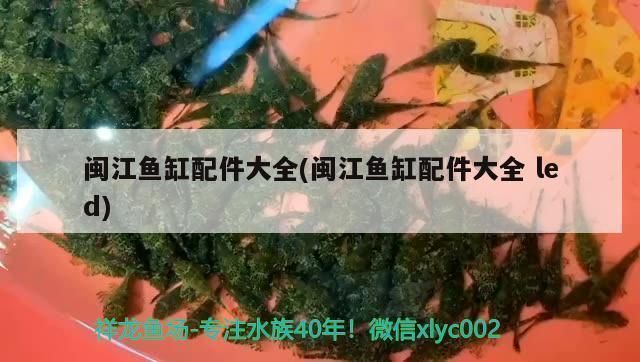洛陽(yáng)龍魚(yú)vs洛陽(yáng)水族批發(fā)市場(chǎng)vs洛陽(yáng)水族館vs洛陽(yáng)魚(yú)缸批發(fā)市場(chǎng)vs祥龍魚(yú)場(chǎng)：洛陽(yáng)水族批發(fā)市場(chǎng)