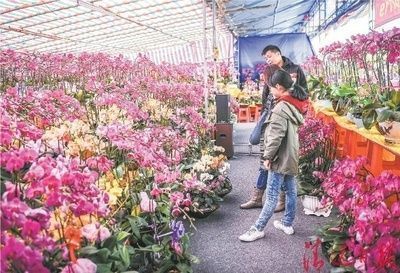 洛陽(yáng)龍魚(yú)vs洛陽(yáng)水族批發(fā)市場(chǎng)vs洛陽(yáng)水族館vs洛陽(yáng)魚(yú)缸批發(fā)市場(chǎng)vs祥龍魚(yú)場(chǎng)：洛陽(yáng)水族批發(fā)市場(chǎng)