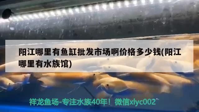 陽江龍魚vs陽江水族批發市場vs陽江水族館vs陽江魚缸批發市場vs祥龍魚場：陽江水族批發市場