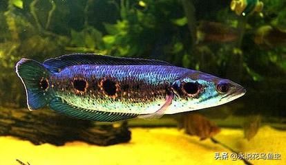 泰國虎魚與龍魚混養效果，泰國虎魚與龍魚可以混養嗎