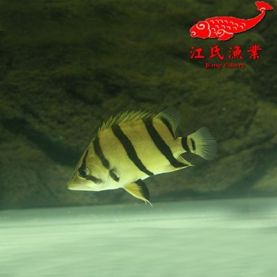 泰國虎魚與龍魚混養效果，泰國虎魚與龍魚可以混養嗎
