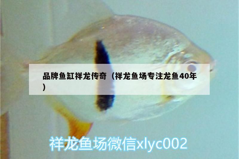 品牌魚缸祥龍傳奇（祥龍魚場專注龍魚40年）