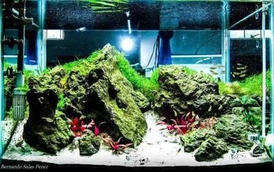 想開(kāi)個(gè)水族館怎么開(kāi)店（如何開(kāi)設(shè)水族館）