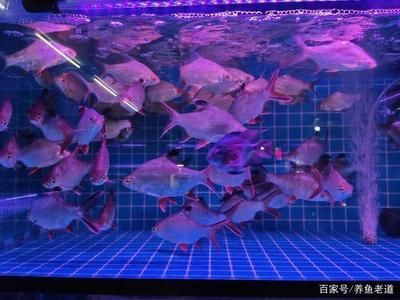 想開(kāi)個(gè)水族館怎么開(kāi)店（如何開(kāi)設(shè)水族館）