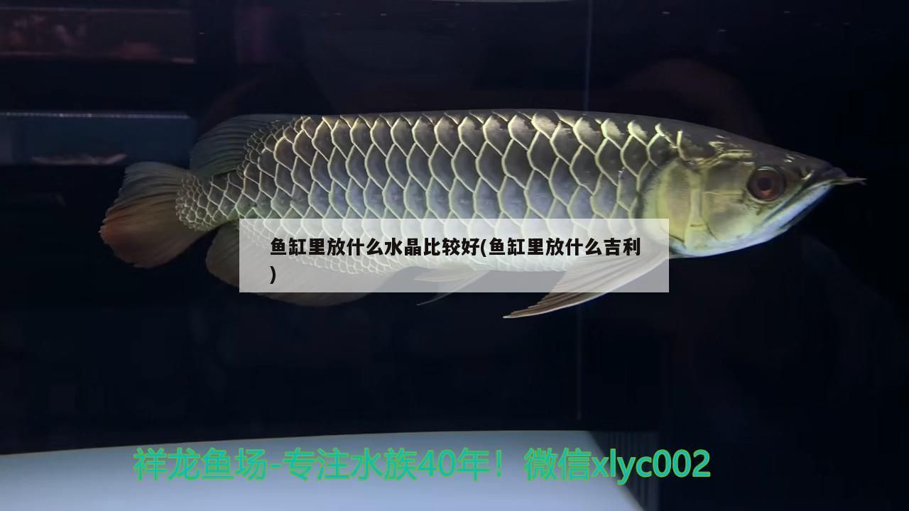 魚缸里放什么水晶比較好(魚缸里放什么吉利)