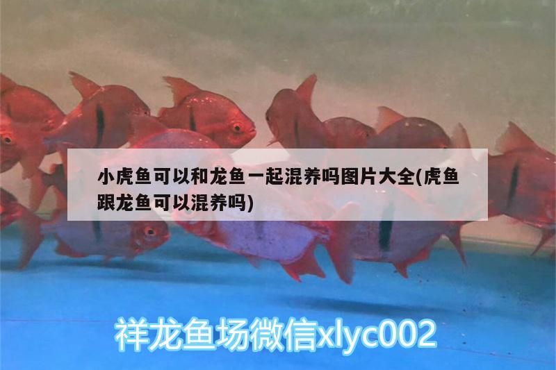 小虎魚可以和龍魚一起混養嗎圖片大全(虎魚跟龍魚可以混養嗎) 小虎魚可以和龍魚一起混養嗎圖片大全(虎魚跟龍魚可以混養嗎) 虎魚百科 第2張