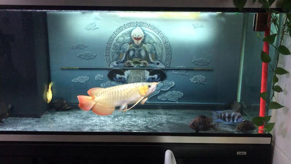 廣州水族館快一年還看不到發(fā)色
