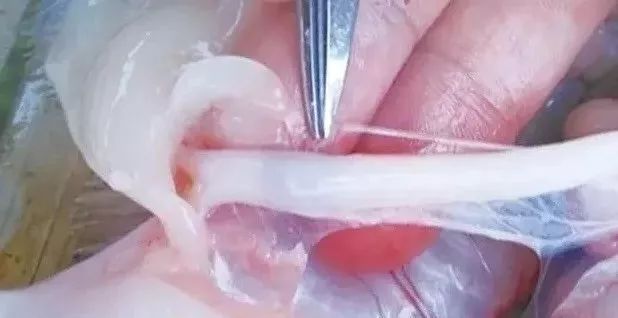 魟魚顏色變淺：魟魚顏色變淺可能是由于多種原因引起的
