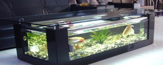 血紅孔雀魚