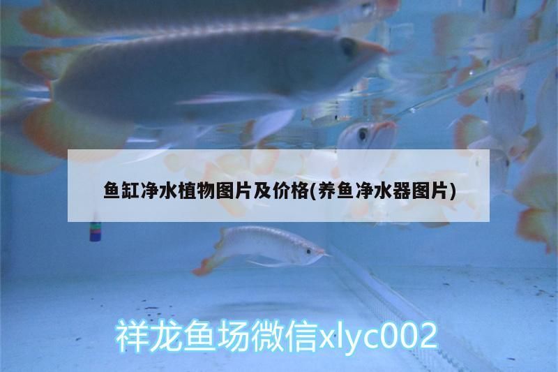 魚缸凈水植物圖片及價格(養(yǎng)魚凈水器圖片) 魚缸凈水植物圖片及價格(養(yǎng)魚凈水器圖片) 錦鯉魚百科 第3張