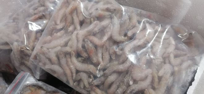 龍魚常見病毒和細菌是什么樣的呢