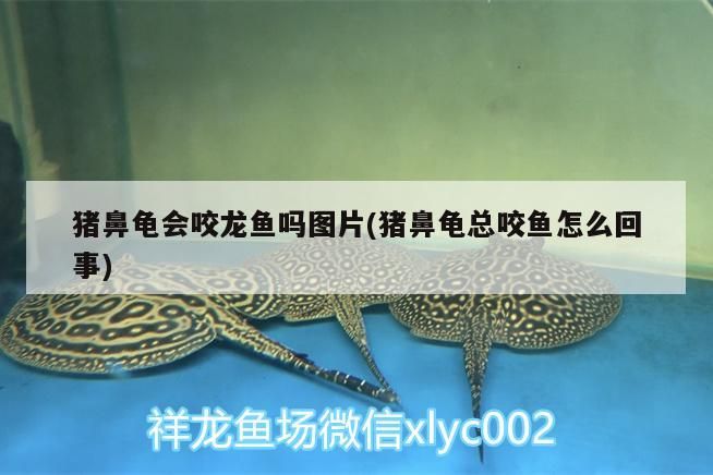 豬鼻龜會咬龍魚嗎圖片(豬鼻龜總咬魚怎么回事)