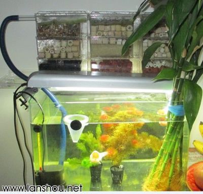 2024年廣州世界觀賞魚(yú)珍品大觀：2020年廣州世界觀賞魚(yú)珍品大觀賞魚(yú)珍品大觀活動(dòng)時(shí)間