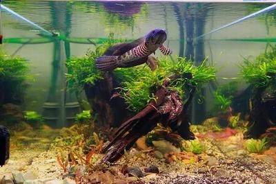 黃金眼鏡蛇雷龍魚缸造景，創新的黃金眼鏡蛇雷龍魚缸造景方法