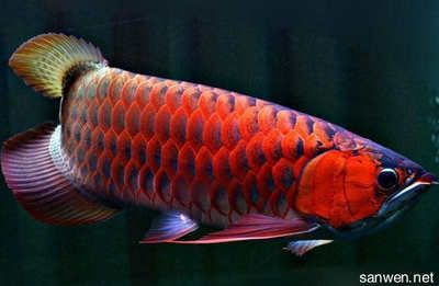 紅龍魚怎么繁殖小：新中坡原產(chǎn)局紅龍魚繁殖的小細(xì)節(jié)：紅龍魚繁殖的小細(xì)節(jié)