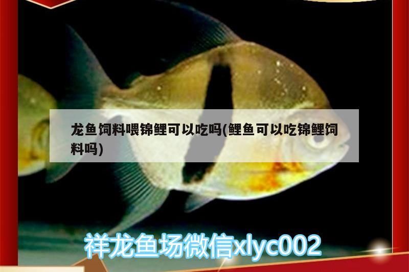 詳細(xì)閱讀:龍魚飼料喂錦鯉可以吃嗎(鯉魚可以吃錦鯉飼料嗎) 龍魚飼料喂錦鯉可以吃嗎(鯉魚可以吃錦鯉飼料嗎)