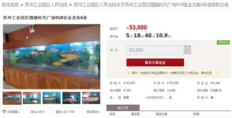 金龍魚司法拍賣影響分析：金龍魚司法拍賣在現(xiàn)代法律框架內(nèi)價值與影響