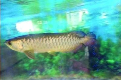 金龍魚司法拍賣影響分析：金龍魚司法拍賣在現(xiàn)代法律框架內(nèi)價值與影響