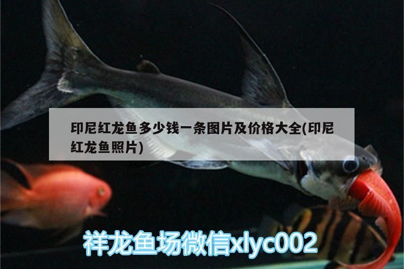 印尼紅龍魚多少錢一條圖片及價(jià)格大全(印尼紅龍魚照片)
