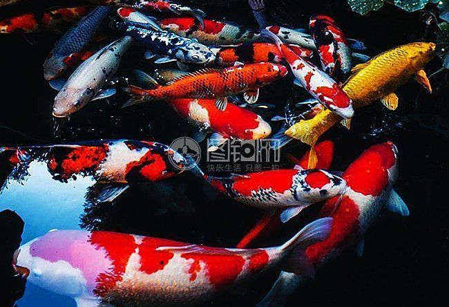 紅龍魚和金龍魚的特征區別圖片對比(金龍魚的區分)