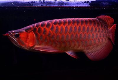 大湖血紅龍魚（大湖紅龍魚與血紅龍魚的區別）