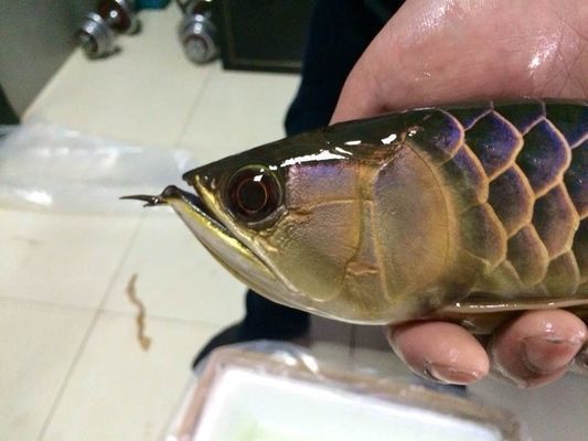 金龍魚燒尾癥狀圖片：金龍魚燒尾病因分析