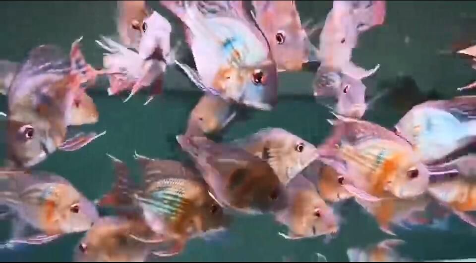 又一種所謂的元寶鳳凰魚。魚友分辨分辨。值得學習：元寶鳳凰魚怎么養？
