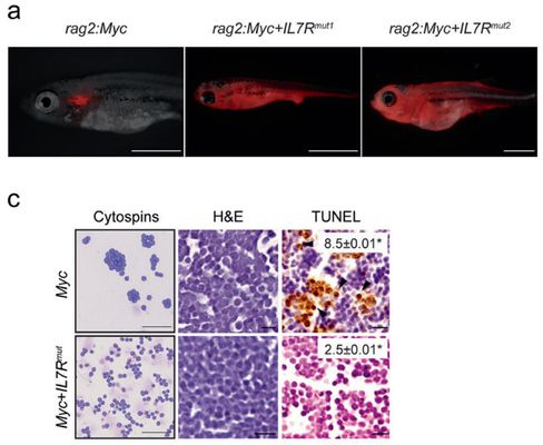 印尼大湖紅龍魚怎么養殖（印尼大湖紅龍魚怎么養殖的）