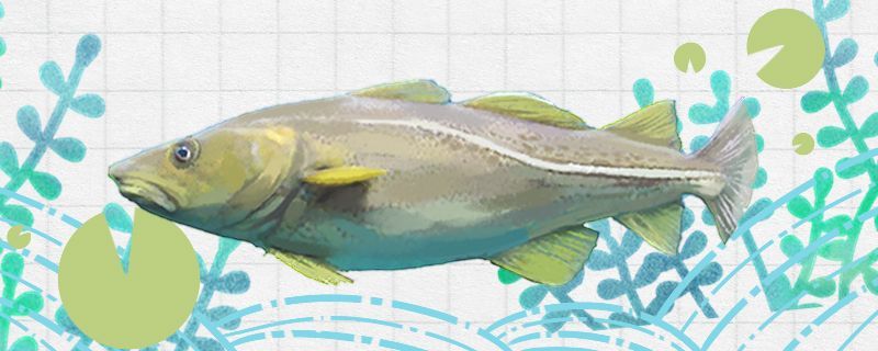 鱈魚有鱗嗎是無鱗魚嗎 鱈魚有鱗嗎是無鱗魚嗎 錦鯉魚百科 第1張