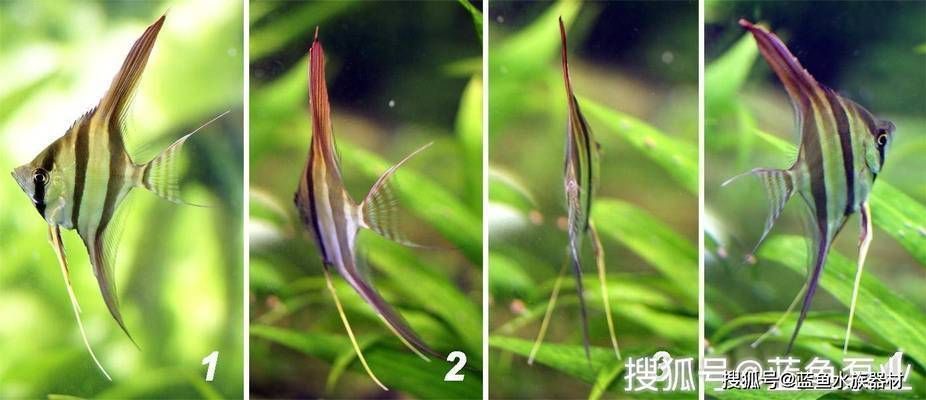 紅龍魚這幾天不吃怎么回事vs祥龍魚場：祥龍魚幾天不吃食可能由多種因素導致紅龍魚食欲減退