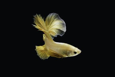 晉中龍魚(yú)vs晉中水族批發(fā)市場(chǎng)vs晉中水族館vs晉中魚(yú)缸批發(fā)市場(chǎng)vs祥龍魚(yú)場(chǎng)：晉中龍魚(yú)與晉中水族批發(fā)市場(chǎng)、水族館和魚(yú)缸批發(fā)市場(chǎng)之間存在著顯著的競(jìng)爭(zhēng)關(guān)系