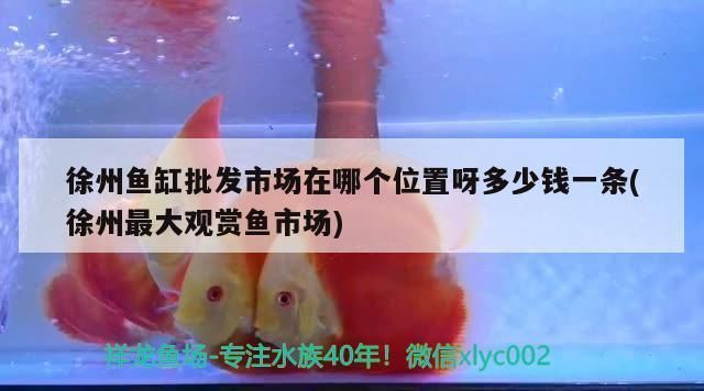 徐州龍魚vs徐州水族批發市場vs徐州水族館vs徐州魚缸批發市場vs祥龍魚場：徐州水族批發市場