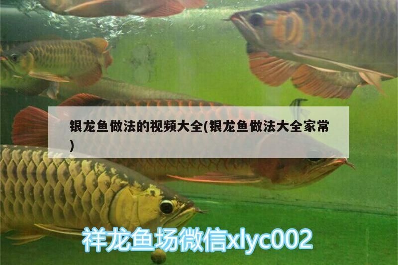 銀龍魚做法的視頻大全(銀龍魚做法大全家常) 銀龍魚百科 第3張 銀龍魚做法的視頻大全(銀龍魚做法大全家常) 銀龍魚做法的視頻大全(銀龍魚做法大全家常) 銀龍魚百科 第3張