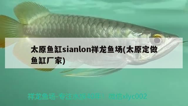 太原魚缸sianlon祥龍魚場(太原定做魚缸廠家)
