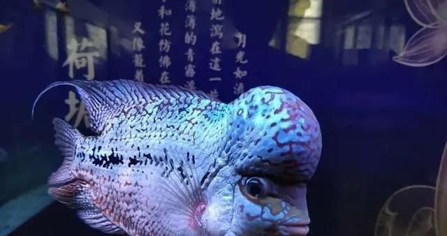 黃金貓魚(yú)叫什么魚(yú)圖片大全大圖高清(黃金貓魚(yú)叫什么魚(yú)圖片大全大圖高清) 黃金貓魚(yú)百科 第2張 黃金貓魚(yú)叫什么魚(yú)圖片大全大圖高清(黃金貓魚(yú)叫什么魚(yú)圖片大全大圖高清) 黃金貓魚(yú)叫什么魚(yú)圖片大全大圖高清(黃金貓魚(yú)叫什么魚(yú)圖片大全大圖高清) 黃金貓魚(yú)百科 第2張