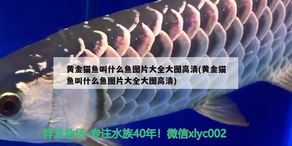 黃金貓魚(yú)叫什么魚(yú)圖片大全大圖高清(黃金貓魚(yú)叫什么魚(yú)圖片大全大圖高清) 黃金貓魚(yú)百科 第3張 黃金貓魚(yú)叫什么魚(yú)圖片大全大圖高清(黃金貓魚(yú)叫什么魚(yú)圖片大全大圖高清) 黃金貓魚(yú)叫什么魚(yú)圖片大全大圖高清(黃金貓魚(yú)叫什么魚(yú)圖片大全大圖高清) 黃金貓魚(yú)百科 第3張